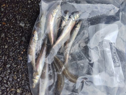 シロギスの釣果