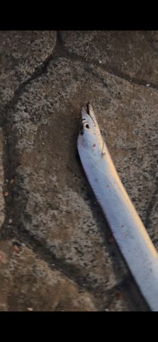 タチウオの釣果
