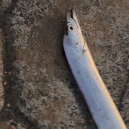 タチウオ