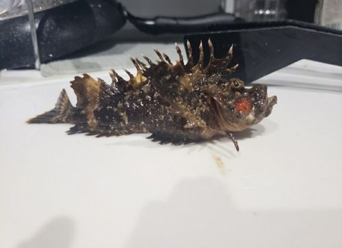 オニオコゼの釣果