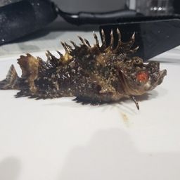 オニオコゼ