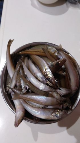 シロギスの釣果