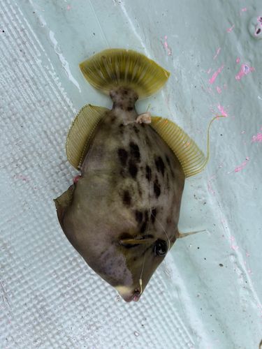 カワハギの釣果