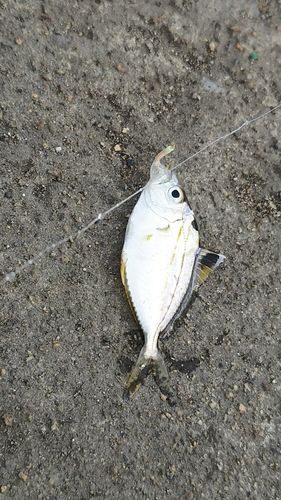 泉佐野食品コンビナート