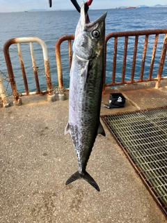 サゴシの釣果