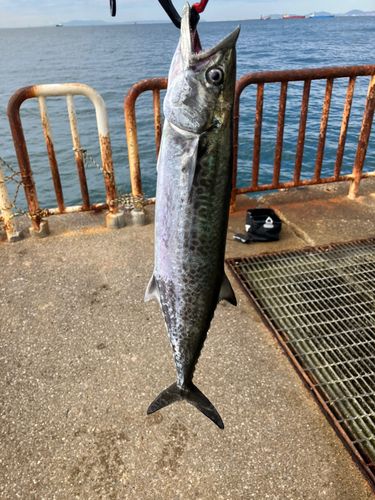 サゴシの釣果