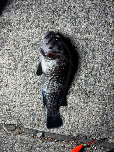ソイの釣果