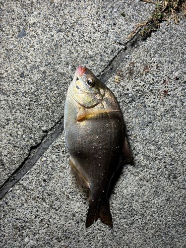 ウミタナゴの釣果