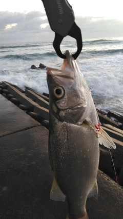 セイゴ（ヒラスズキ）の釣果