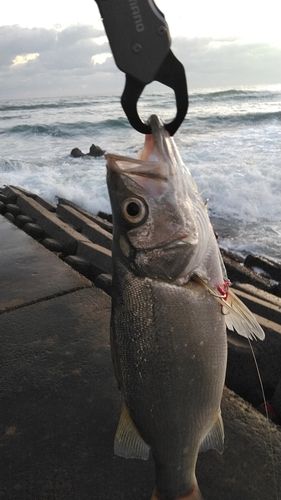 セイゴ(ヒラスズキ)の釣果