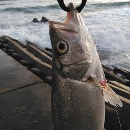 セイゴ（ヒラスズキ）