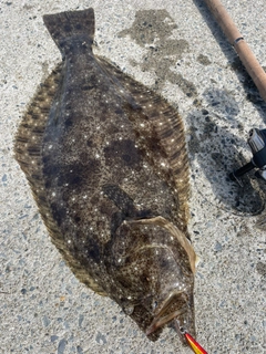 ヒラメの釣果