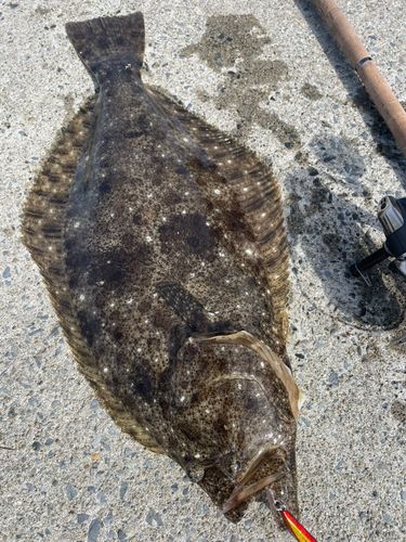 ヒラメの釣果