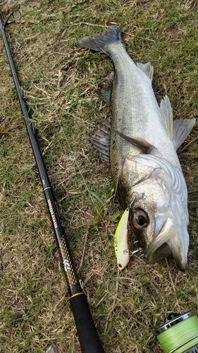 釣果