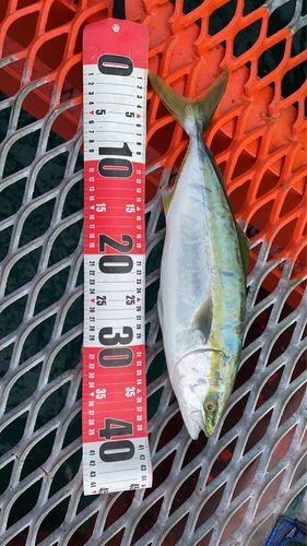 ハマチの釣果