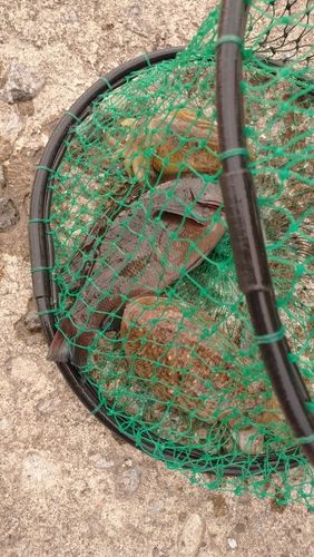 コウイカの釣果
