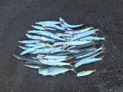 カマスの釣果