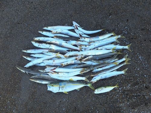 カマスの釣果