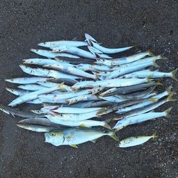 カマス