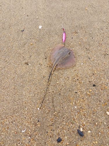 アカエイの釣果