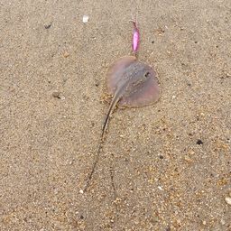 アカエイ