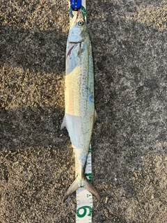 サゴシの釣果