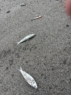 サッパの釣果