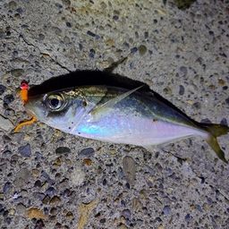 アジ