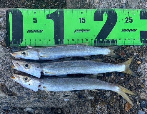 カマスの釣果