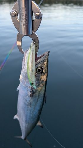 サゴシの釣果