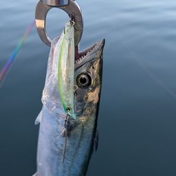 サゴシ