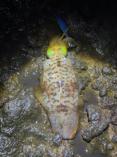 三厩湾