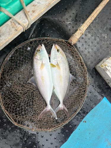 カンパチの釣果