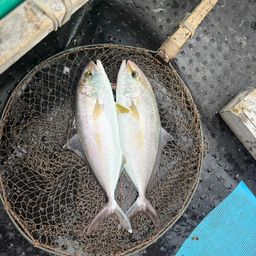 カンパチ