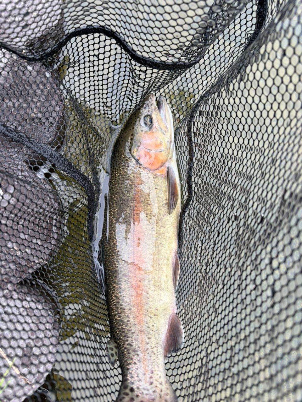 Finetail FAX-S5102L メジャークラフト 楽天市場】メジャークラフト(Major craft) ファインテール FAX-S5102L