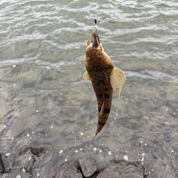 マゴチ