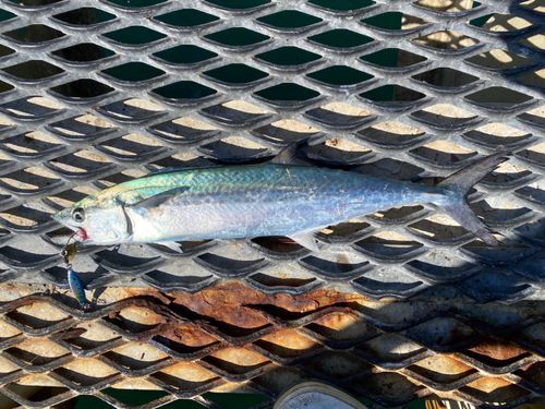 サゴシの釣果