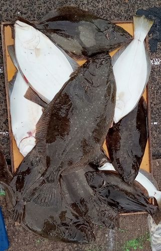 ヒラメの釣果