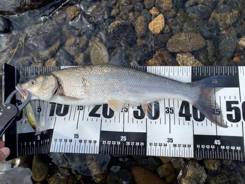ウグイの釣果