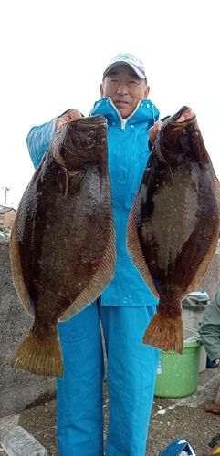 ヒラメの釣果
