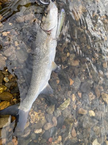 ウグイの釣果