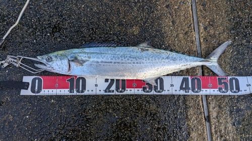 サゴシの釣果