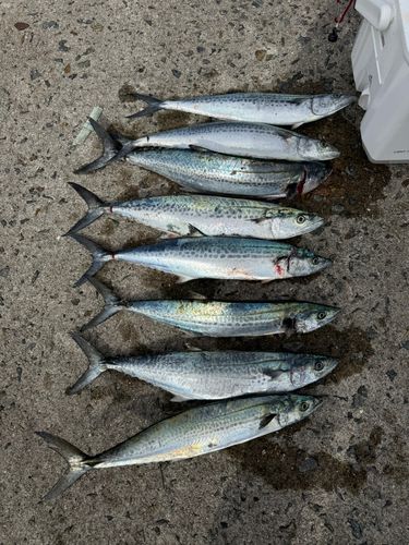 サゴシの釣果