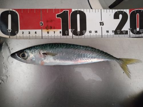 サバの釣果