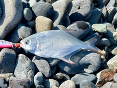 コバンアジの釣果