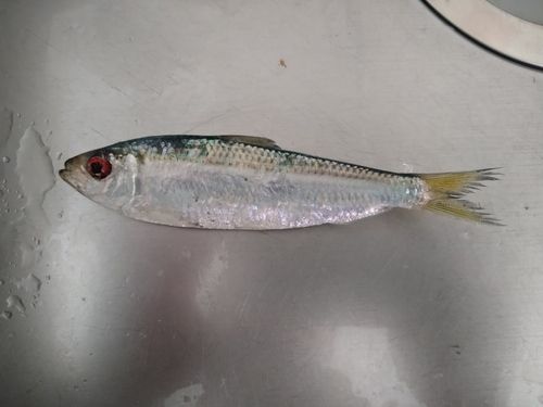 大津漁港