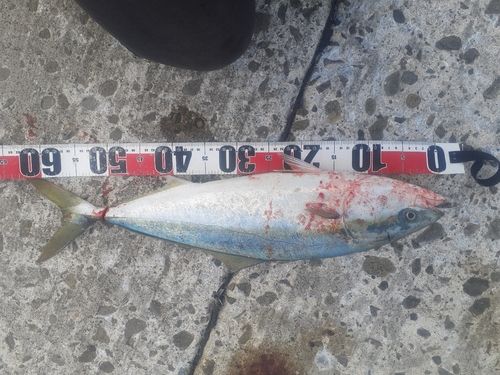 ワラサの釣果