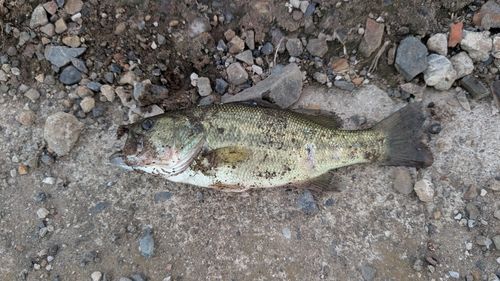 ラージマウスバスの釣果