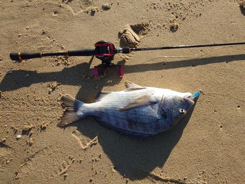 チヌの釣果