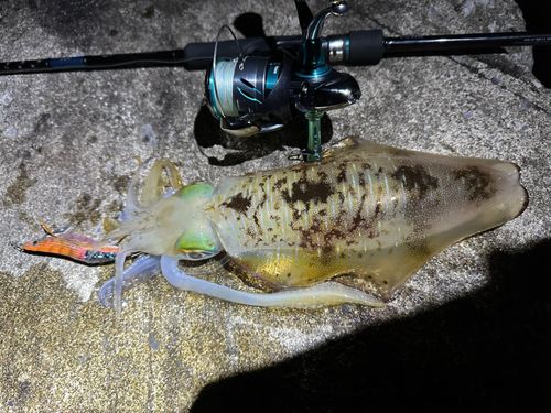 アオリイカの釣果